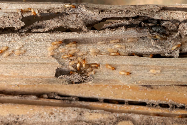 Wildlife Control Services in Ironwood, MI